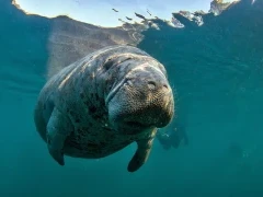 Manatee in Florida, USA