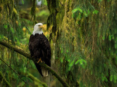Bald eagle in Alaska.