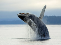 Humpback whale breaching in Alaska.