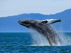 Humpback whale breaching in Alaska.