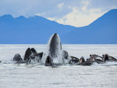 Humpback whale bubble-net feeding in Alaska.