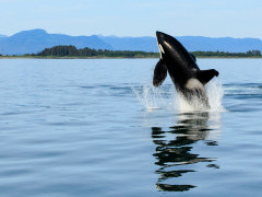 Orca in Alaska.