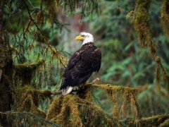 Bald eagle in Alaska