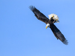 Bald eagle in Alaska.
