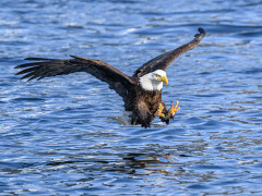 Bald eagle in Alaska.