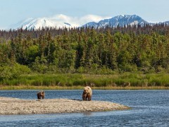 Grizzly bear and cub in Katmai National Park, Alaska