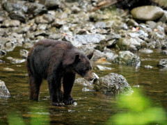 Black bear in Alaska.