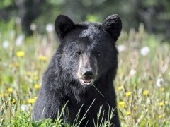Black bear in Alaska.