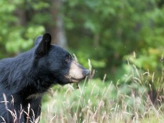 Black bear in Alaska