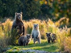 Grizzly bear and cubs in Alaska
