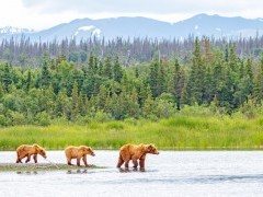 Grizzly bear and cubs in Alaska
