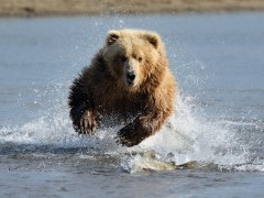 Grizzly bear in Alaska