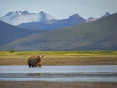 Grizzly bear in Katmai National Park, Alaska