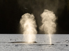 Humpback whale in Alaska.