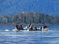Humpback whale bubble-net feeding in Alaska.