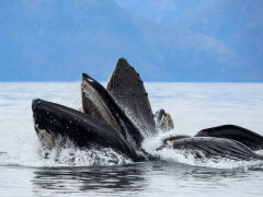 Humpback whale bubble-net feeding in Alaska.