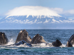 Humpback whale bubble-net feeding in Alaska.