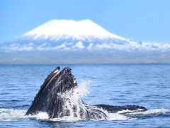 Humpback whales bubble-net feeding in Alaska.