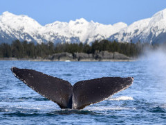 Humpback whale in Alaska.