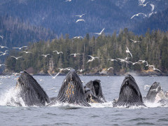 Humpback whales bubble-net feeding in Alaska.