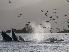 Humpback whales bubble-net feeding in Alaska.