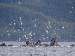 Humpback whales bubble-net feeding in Alaska.