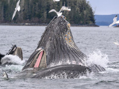 Humpback whales bubble-net feeding in Alaska.