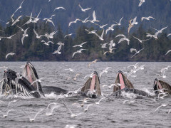 Humpback whales bubble-net feeding in Alaska.