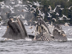 Humpback whales bubble-net feeding in Alaska.