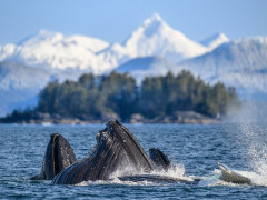 Humpback whales bubble-net feeding in Alaska.