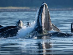 Humpback whales bubble-net feeding in Alaska