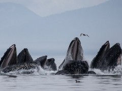 Humpback whales bubble-net feeding in Alaska