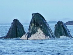 Humpback whales bubble-net feeding in Alaska.