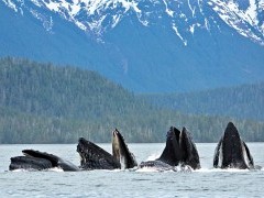 Humpback whales bubble-net feeding in Alaska.