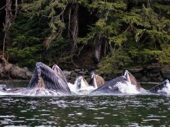 Humpback whales bubble-net feeding in Alaska.