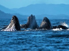 Humpback whales bubble-net feeding in Alaska.