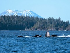 Humpback whales bubble-net feeding in Alaska.