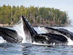 Humpback whales bubble-net feeding in Alaska.
