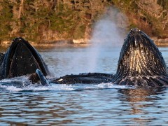 Humpback whales bubble-net feeding in Alaska.