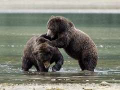 Kodiak bears in Alaska