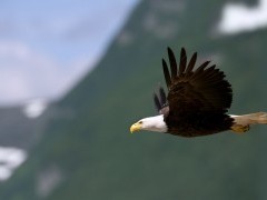 Bald eagle in Lake Clark National Park, Alaska