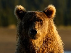 Brown bear in Lake Clark National Park, Alaska