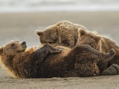 Brown bear in Lake Clark National Park, Alaska