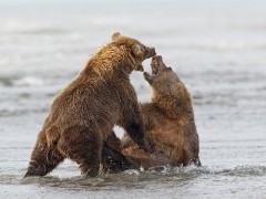 Brown bear in Lake Clark National Park, Alaska