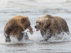 Brown bear in Lake Clark National Park, Alaska
