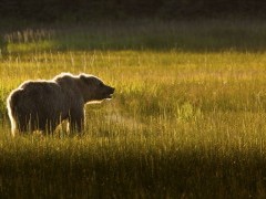 Brown bear in Lake Clark National Park, Alaska