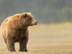 Brown bear in Lake Clark National Park, Alaska