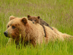 Brown bear and cub in Lake Clark National Park, Alaska