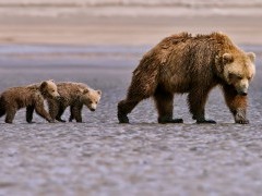Brown bear mother and cubs in Lake Clark National Park, Alaska