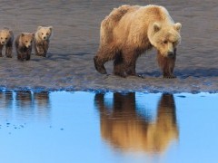Brown bear mother and cubs in Lake Clark National Park, Alaska
